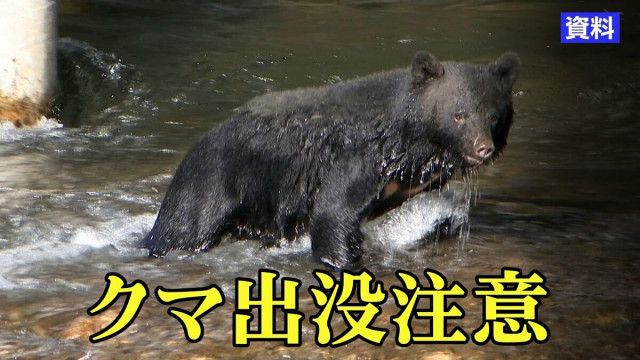 【（・(ｪ)・）】駆除のクマ　ＤＮＡ鑑定で別個体　クマに襲われ男性死亡　岩手県一関市